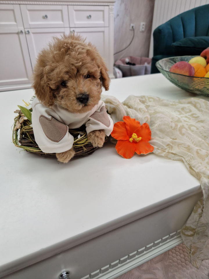 Toy pudle maleni mečići