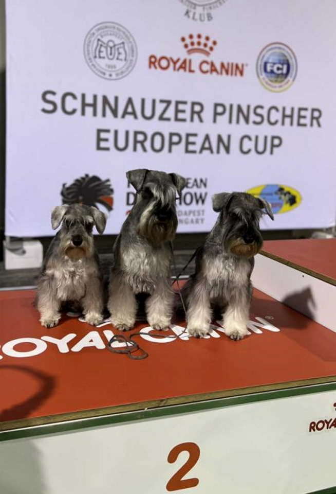 Patuljasti Snauceri biber so